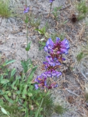 Penstemon rydbergii