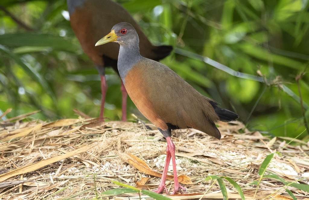 Gray-cowled Wood-Rail