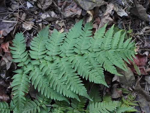 Dryopteris lacera