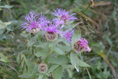 Centaurea nervosa