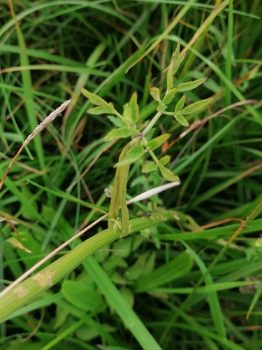 Image of Ostericum palustre by (c) Daniel Buczkiewicz, some rights reserved (CC BY-SA)