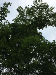 Robinia pseudoacacia