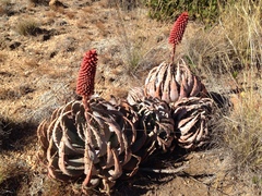 Aloe peglerae