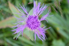 Centaurea nervosa