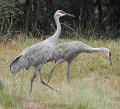 Antigone canadensis pulla