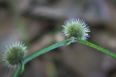 Galium pilosum