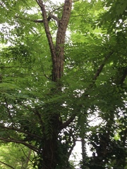 Robinia pseudoacacia