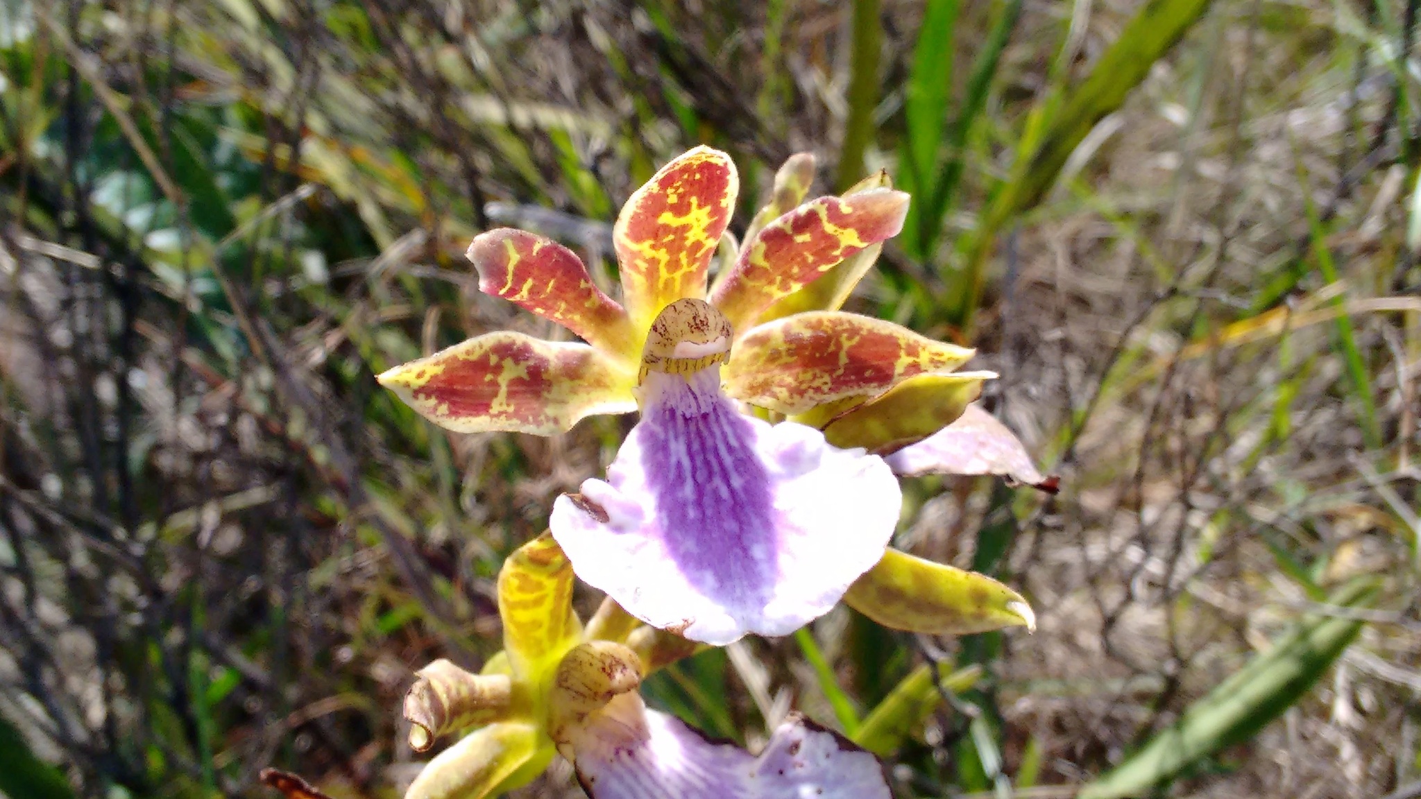 Zygopetalum maculatum