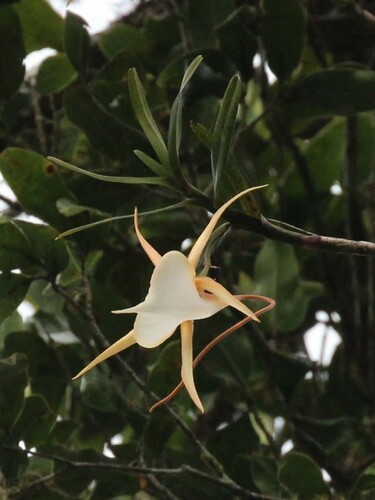 Angraecum viguieri, photograph 1