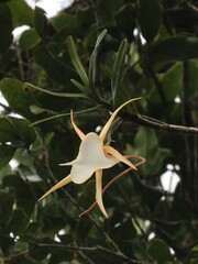 Angraecum viguieri