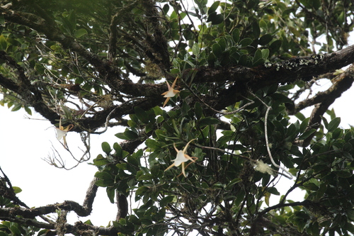 Angraecum viguieri, photograph 2