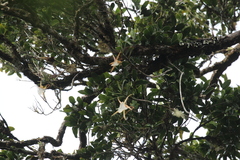 Angraecum viguieri, photograph (c) Rob Foster, some rights reserved (CC BY)
