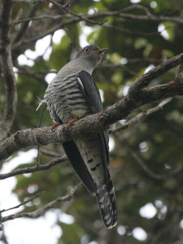 Madagascar Cuckoo (Cuculus rochii), photo 4