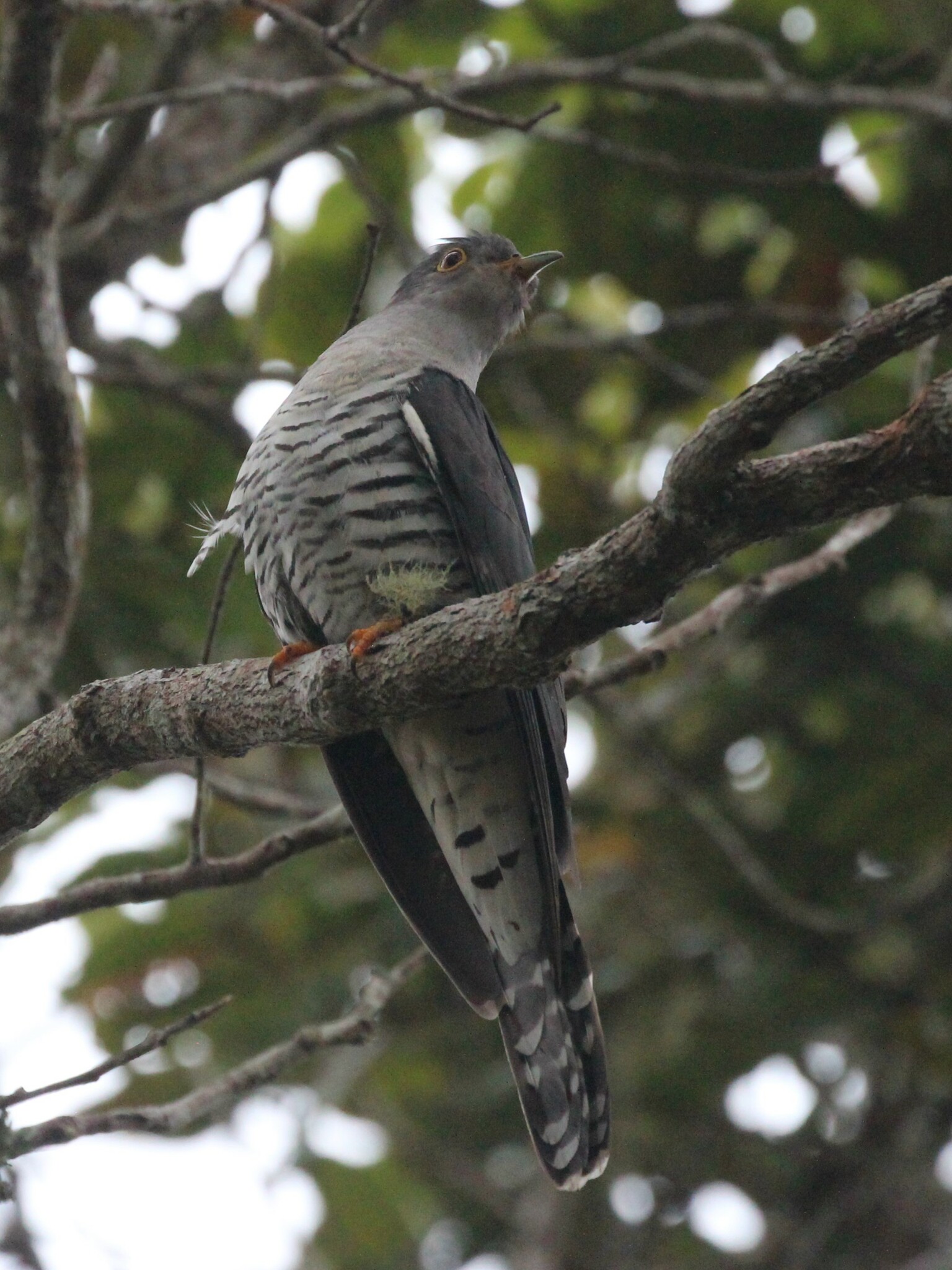 Madagascar Cuckoo (Cuculus rochii), photo 4