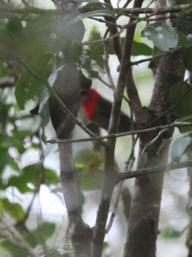 Forest Fody (Foudia omissa), photo 5
