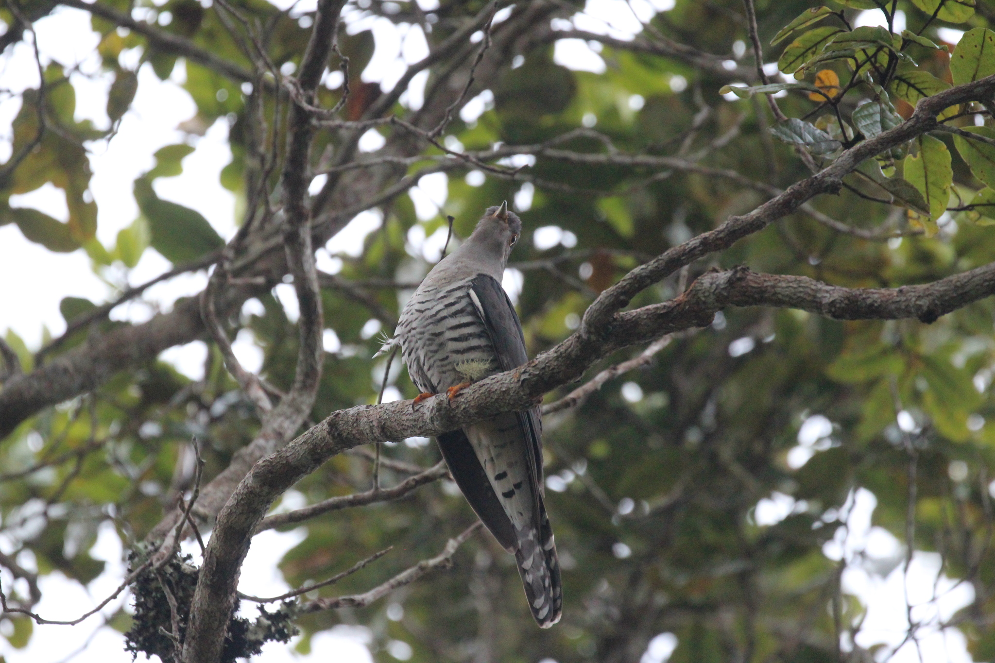 Madagascar Cuckoo (Cuculus rochii), photo 5