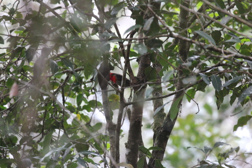 Forest Fody (Foudia omissa), photo 5