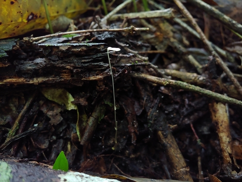 Mountain yellowseed (Gymnosiphon sphaerocarpus)