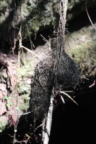 Nelicourvi Weaver (Ploceus nelicourvi), photo 10