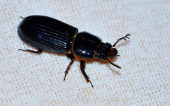 Odontotaenius