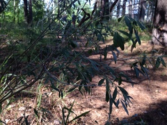 Chamaecytisus borysthenicus