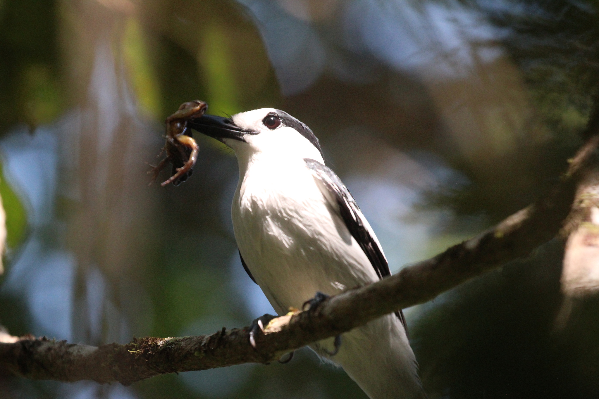 Hook-billed Vanga (Vanga curvirostris), photo 7
