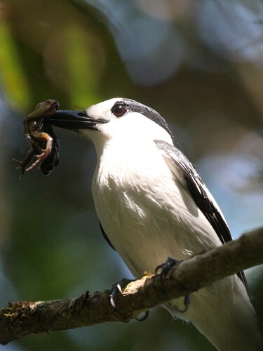 Hook-billed Vanga (Vanga curvirostris), photo 5