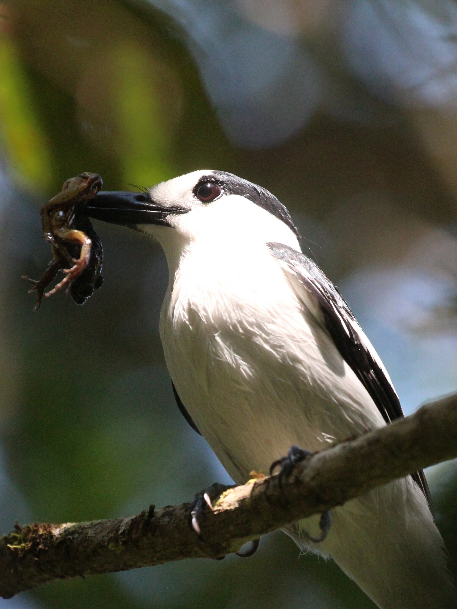 Hook-billed Vanga (Vanga curvirostris), photo 5