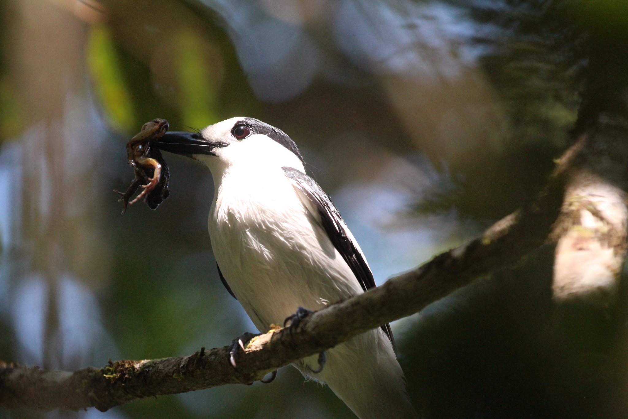 Hook-billed Vanga (Vanga curvirostris), photo 6