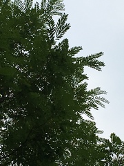 Robinia pseudoacacia