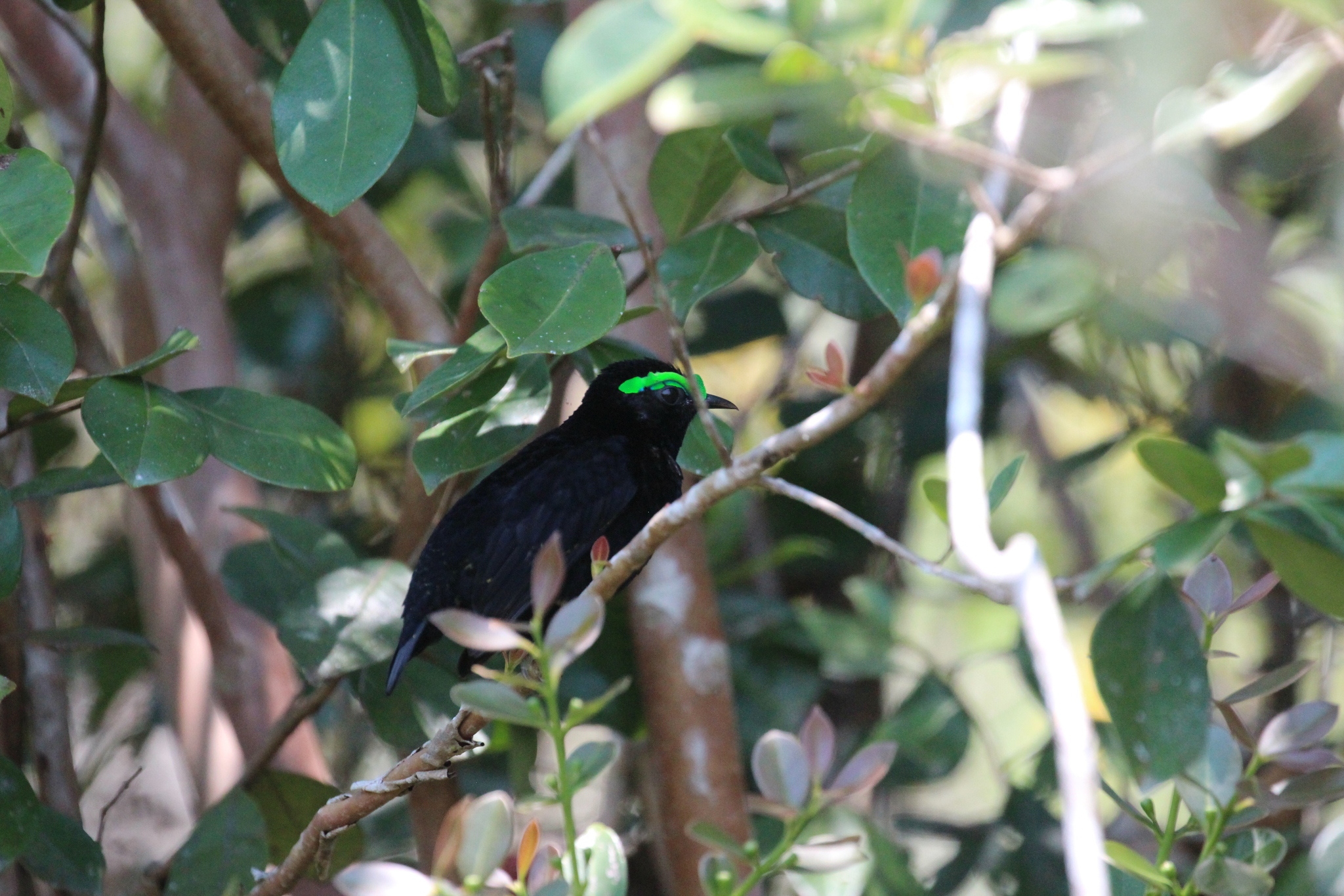 Velvet Asity (Philepitta castanea), photo 8