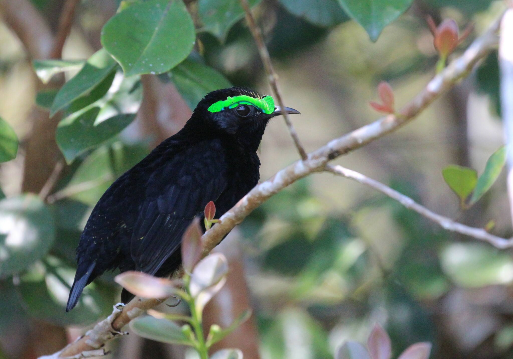 Velvet Asity (Philepitta castanea), photo 7