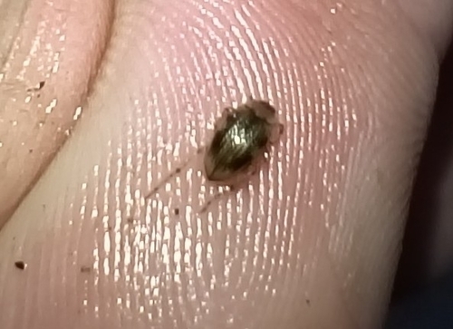 Brychius elevatus