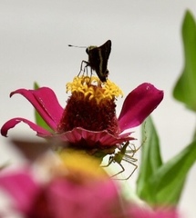 Atalopedes mesogramma mesogramma