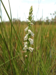 Spiranthes torta
