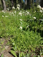 Valeriana californica