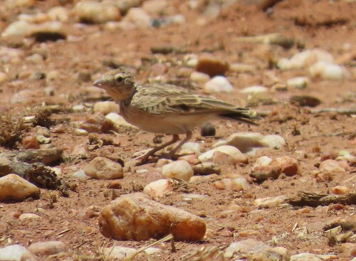 Stark's Lark (Spizocorys starki), photo 7