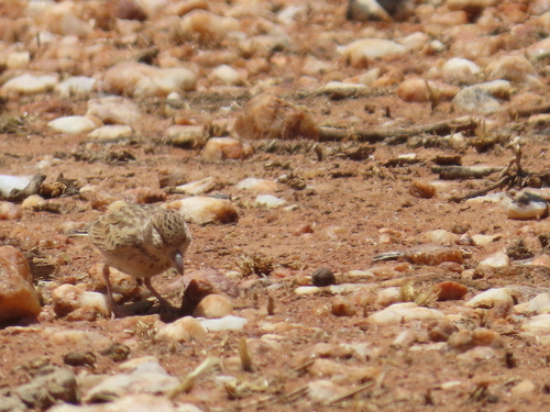 Stark's Lark (Spizocorys starki), photo 9