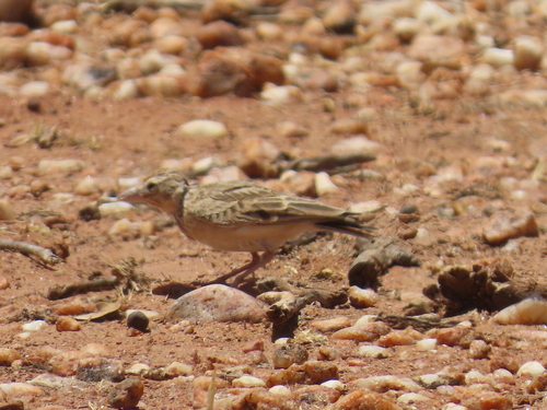 Stark's Lark (Spizocorys starki), photo 8