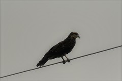 Rostrhamus sociabilis