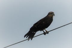 Rostrhamus sociabilis
