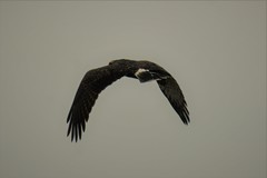 Rostrhamus sociabilis