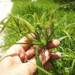 Cyperus hermaphroditus