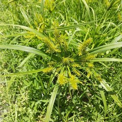 Cyperus hermaphroditus