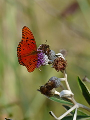 Dione vanillae maculosa