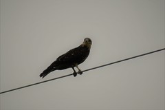 Rostrhamus sociabilis