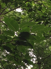 Diospyros lotus