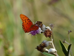 Dione vanillae maculosa