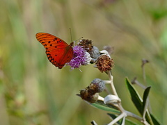 Dione vanillae maculosa