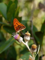 Dione vanillae maculosa